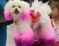 如何正确选择比熊犬美容梳子