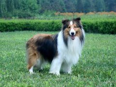 喜乐蒂需要折耳吗