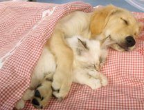 犬细小病毒症状