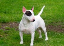 巴斯特牛头梗的来源及其性格特点