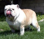 西班牙斗牛犬的详细资料介绍