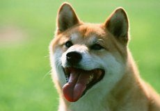 什么是豆柴犬?豆柴犬是什么狗