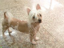 中国冠毛犬价格多少钱