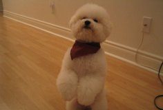 比熊犬能长多大