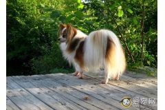 蝴蝶犬好养吗