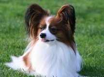 蝴蝶犬是来自哪个国家