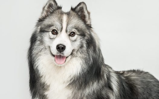 哈士奇是雪橇犬吗