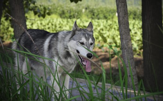 怎样判断哈士奇是否怀孕
