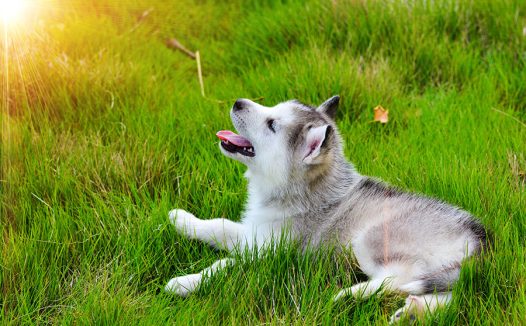 哈士奇幼犬购买要避免的缺陷