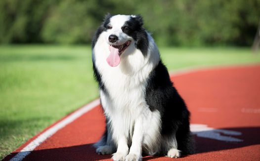 边境牧羊犬怎么养