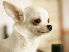 吉娃娃得了肠炎有什么症状