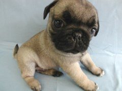 如何清理沙皮犬肛门