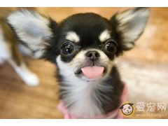 吉娃娃好养吗 如何饲养?