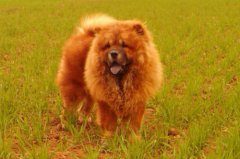 养松狮的准备：了解松狮犬的性格