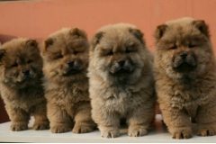 松狮犬能长多大