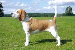 比格犬的性格特点