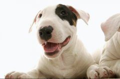 牛头梗厉害吗 战斗力非凡