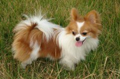 蝴蝶犬串串图片及介绍
