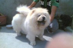 白色松狮犬多少钱