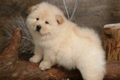 最好的松狮犬具有哪些特征