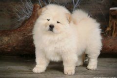 松狮犬舍的布置及注意事项