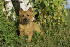 诺里奇梗图片及资料介绍