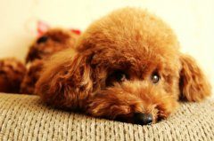 泰迪幼犬刚到家要注意什么