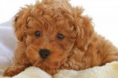 泰迪产后坐月子吃什么好