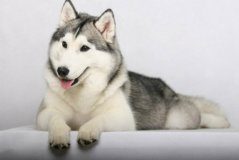 成年哈士奇标准身高体重