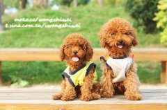 如何训练泰迪犬学会敬礼