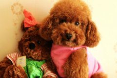 如何给泰迪犬清洁牙齿