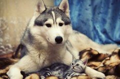 哈士奇母犬发情后怎么办