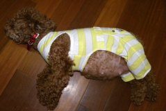 泰迪狗怀孕期要注意什么