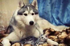 哈士奇怀孕前的驱虫措施