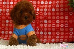 如何给泰迪母犬助产