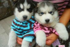 小哈士奇拉肚子的原因