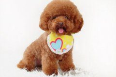 如何给泰迪挑选狗粮