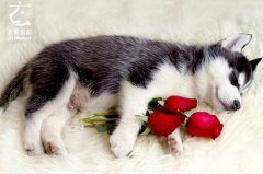 怎么喂养哈士奇