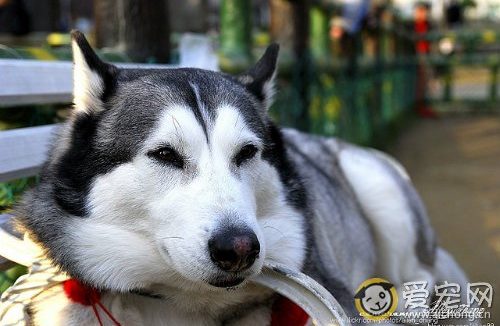 哈士奇什么时候可以配种