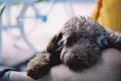 泰迪怀孕怎么照顾