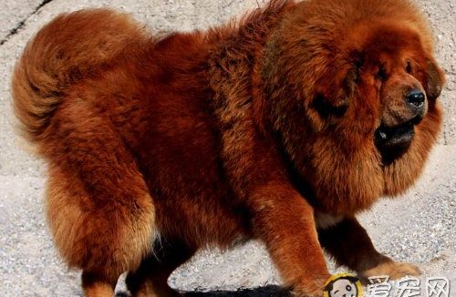 雄狮狗多少钱及饲养方法