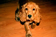 可卡吃什么狗粮好