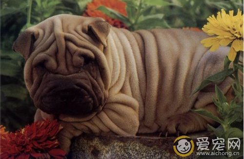 骨嘴沙皮狗图片及资料