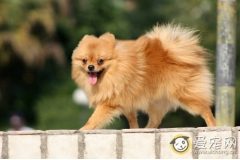 博美犬性格怎么样