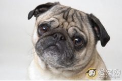 巴哥犬怎么养 注意三方面