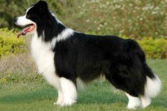 边境牧羊犬好养吗 网友的经验参