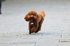 贵宾犬好养吗 贵宾犬怎么养
