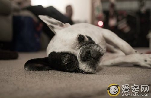 斗牛犬好养吗 斗牛犬怎么养