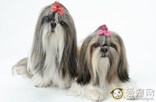 西施犬好养吗 西施犬怎么养