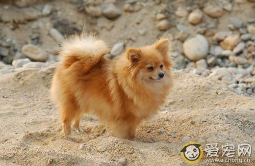 博美犬多少钱一只